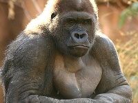 Webголики нового прекрасного мира