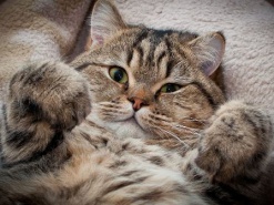 Полиция Киевской области отчиталась, что у неё лапки (обновлено)