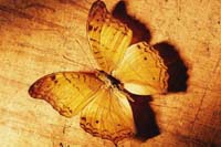 Раскрыты подробности деятельности шпионской группы Butterfly