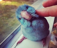 Twitter расширяет географию функционирования и покоряет мобильники