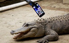 Безумный американец проверил iPhone 7 на прочность, засунув его в пасть аллигатору