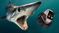Apple Watch спасли кайтсерфера от белых акул