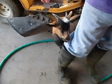 Кудахтающая коза покорила интернет-пользователей