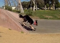 Пес-экстремал стал звездой Интернета