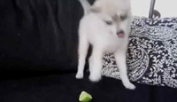 Веселое видео реакции собак на острый вкус цитрусовых стало хитом в Интернете
