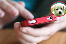 В Киеве мужчина заплатил 1000 гривен за несуществующего пса