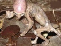 В Мексике впервые убили инопланетянина   - блогеры в шоке