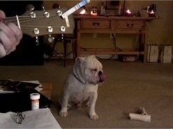 Глухой бульдог прославился в интернете танцем под блюз