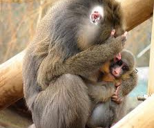 Обезьяны очень увлечены соцсетями