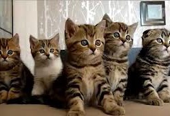 Лучшие коты 2012 года - кем больше всего восторгались в Интернете