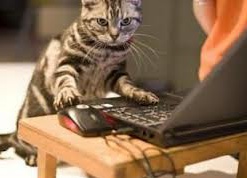 Коты "сидят" в соцсетях и "отсылают" письма