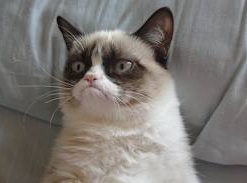 Самый "Сердитый кот" в Интернете продолжил карьеру звезды