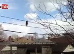 Енот-канатоходец стал звездой YouTube