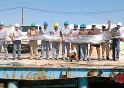 Рыба-ремень удивила ученых и покорила Youtube