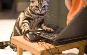 Коты "сидят" в соцсетях и "отсылают" письма