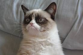 Самый "Сердитый кот" в Интернете продолжил карьеру звезды