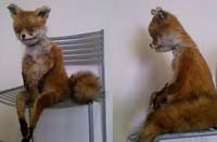 Создательница "упоротого лиса" приедет в Петербург в начале апреля