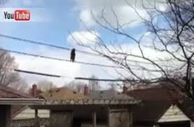 Енот-канатоходец стал звездой YouTube