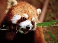 "Энциклопедия жизни" содержит уже 170000 статей