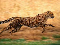 Антилопа и гепард «взорвали» Интернет