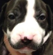 «Усатый» щенок стал интернет-сенсацией