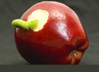 «Дешевый» iPhone 5C: падение без взлета