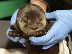 Недовольство "Мо" покоряет интернет