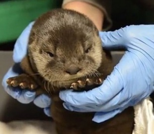 Недовольство "Мо" покоряет интернет