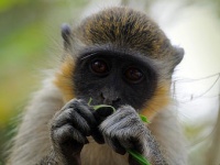 Обезьяны отлично ориентируются в ценообразовании!
