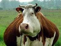 Ученые  заставят коров не пукать