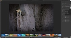 Подробности приложения для редактирования фотографий Project Nimbus от Adobe утекли в Сеть