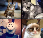 Самые известные коты интернета