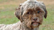 Собака с "человеческим лицом" покорила Интернет