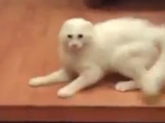 Животные, которые пугаются собственного отражения в зеркале, веселят Интернет