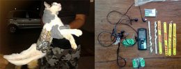 Кот - контрабандист пытался пронести в тюрьму напильники и мобильники