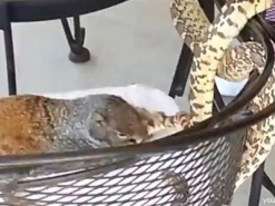 Драка белки и змеи стала новым хитом Интернета