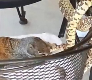 Драка белки и змеи стала новым хитом Интернета