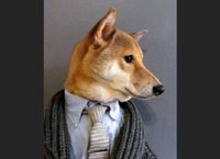 Сенсацией интернета стал рыжий модник – пес Бодхи