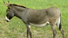 Google: мы не убивали осла