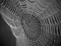 Студенческая сеть