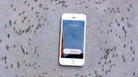 Мистический бег муравьев вокруг iPhone