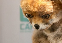 «Упоротого лиса» покажут в Музее СССР в Москве