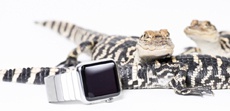 Животные оценили Apple Watch