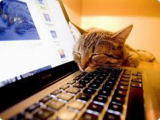 Интернет для животных в скором времени станет реальностью