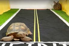 Черепаха обогнала зайца в прямом эфире Facebook