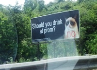 Сердитый кот против алкоголя на выпускном