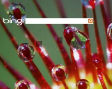 Прощай, Google: Siri теперь любит Bing