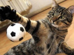 Кот-вратарь покорил Интернет