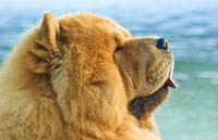 Объявление в Интернете: Обменяю жилье на любимую собаку