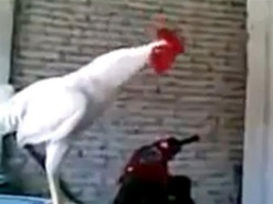 Хохочущий китайский петух взорвал интернет